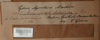 Melampsoridium betulinum image